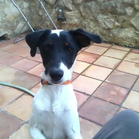 Stella * Kournás